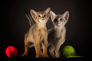 well-groomed two kittens of the Abyssinian breed playing with balls of yarn on a dark background