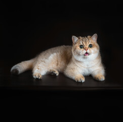 british shorthair cat sitting on a black background cat lying on a black background
