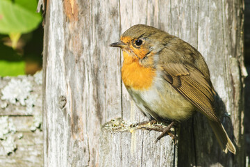 Bird robin (robin) of the flycatcher family on a wooden fence in the garden. 