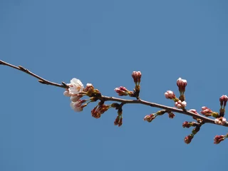 Rolgordijnen 桜　ソメイヨシノのつぼみ © Yukari Ueno