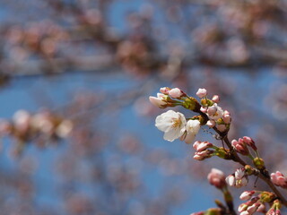桜　ソメイヨシノのつぼみ
