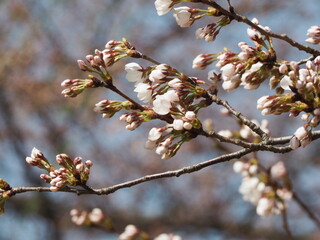 桜　ソメイヨシノのつぼみ