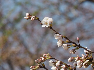 桜　咲きはじめのソメイヨシノ