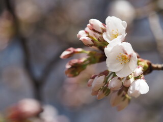 Fototapeta na wymiar 桜　咲きはじめのソメイヨシノ