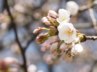 Obraz premium 桜 咲きはじめのソメイヨシノ