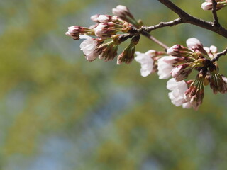 桜のつぼみと新緑