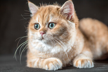 British shorthair kitten of golden color lying on a black background