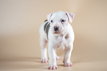 white spotted blue-eyed Staffordshire Terrier puppy on a light beige studio background