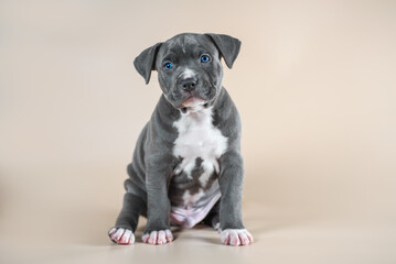 gray spotted blue-eyed Staffordshire Terrier puppy on a light beige studio background