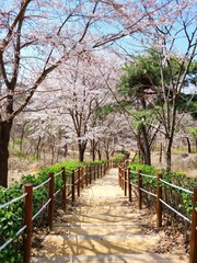 Fototapeta premium CHERRYBLOSSOM