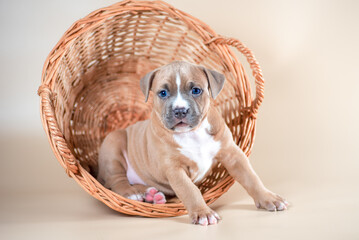 Staffordshire terrier puppy sits in a basket woven from a vine on a light beige background