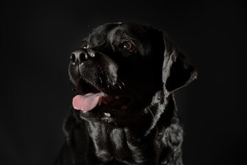 portrait of a black labrador on a black background in a low key