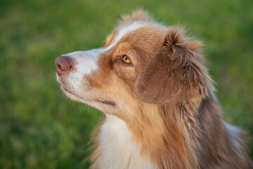 Portrait of Nova Scotia Duck Tolling Retriever.