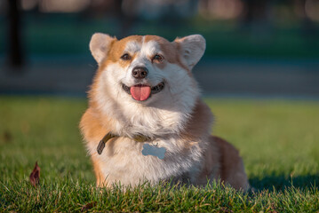 Pembroke Welsh Corgi dog sits on a manicured green lawn in a park in summer
