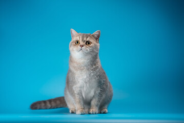 thoughtful cat of the British breed of the silver chinchilla color sitting  on a light blue...
