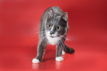 silver-and-white cat stands tensely on a red background