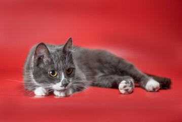 silver-and-white cat lurking on a red background
