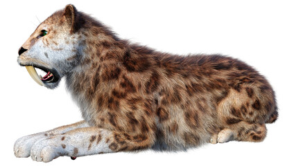 3D Rendering Sabertooth Tiger on White