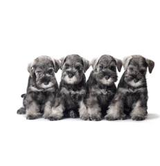 Obraz premium four miniature schnauzer puppies sitting on a white background
