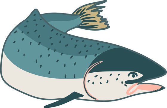 Hand drawn illustration of salmon fish, wild nature species, raw food. grey graphic print of natural acquatic ocean seafood, fishing fin, river water alive fish with tail scales.