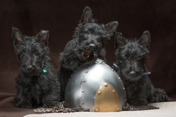 three scotch terrier puppies with an ancient metal helmet and chain mail on a dark brown background