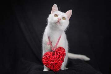 valentine's day mongrel cat and red heart