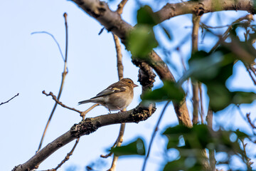 Dublin's Melody - Chaffinch (Fringilla coelebs) in Merrion Square