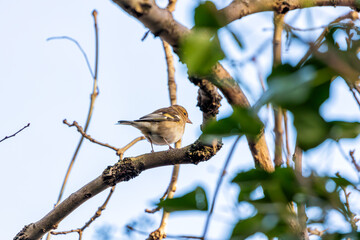 Dublin's Melody - Chaffinch (Fringilla coelebs) in Merrion Square