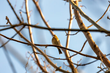 Dublin's Melody - Chaffinch (Fringilla coelebs) in Merrion Square