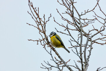 Dublin's Azure Charm - Blue Tit (Cyanistes caeruleus) in Phoenix Park