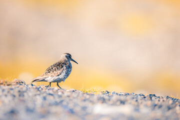 shot of The purple sandpiper (Calidris maritima) cute bird standing on a rock and enjoying the sun rays, posing in front of the lens, wild Svalbard nature, cold and frosty area,