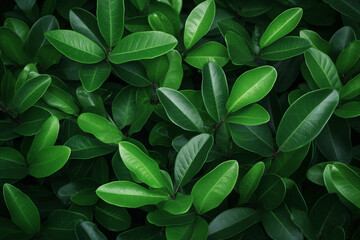 Padrão folhas verdes com detalhes - Macro - obrazy, fototapety, plakaty