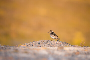 shot of The purple sandpiper (Calidris maritima) cute bird standing on a rock and enjoying the sun...