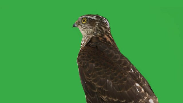 Hawk on a green screen, slow motion