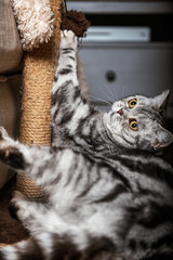 Cute gray silver tabby british shorthair cat with big yellow eyes lays on carpet on floor and plays with scratch pole