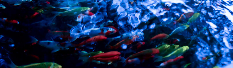 fish in underwater