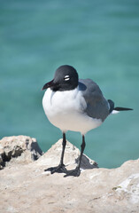 Single Laughing Gull on a Rock Above the Ocean