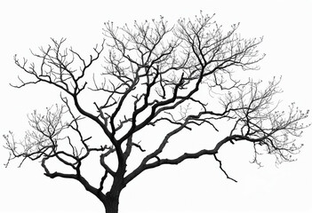 Fototapeta na wymiar Dead tree silhouette isolated on white background. Black tree branches backdrop. Natural texture for graphic design and decoration. Artistic depiction in black and white.