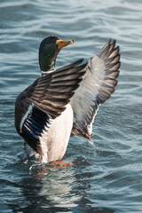 Fototapeta premium mallard duck in the water
