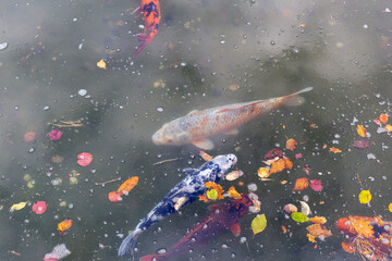 fish swimming in pond