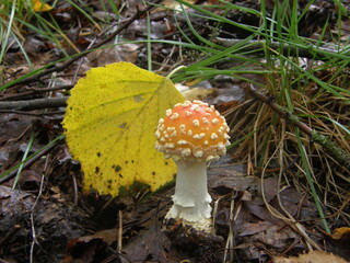 A small fly agaric close-up against a background of grass. Republic of Karelia, Russia.