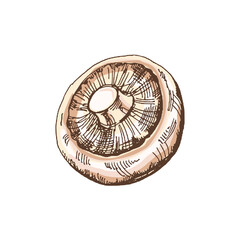 Organic food. Hand-drawn colored vector sketch of champignon. Doodle vintage illustration. Decorations for the menu of cafes and labels. Engraved image.