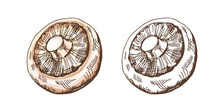 Organic food. Hand-drawn colored and monochrome vector sketch of champignon. Doodle vintage illustration. Decorations for the menu of cafes and labels. Engraved image.