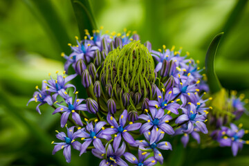 Portuguese Squill Beautiful peruvian lily (scilla peruviana) flower in spring garden Purple bulbous plant in bloom on green natural background.