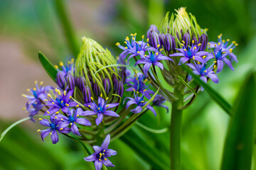 Portuguese Squill Beautiful peruvian lily (scilla peruviana) flower in spring garden Purple bulbous plant in bloom on green natural background.