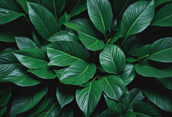 Vibrant Emerald Leaf Patterns, Natural Background, Tropical Forest Aerial View, Exotic Plant Wallpaper, Verdant Greenery.