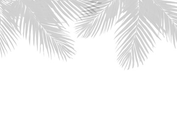 Palm leaves shadow border on white background