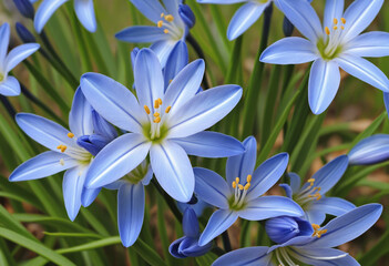 Blue Squill flowers shining like precious gems on a spring meadow.