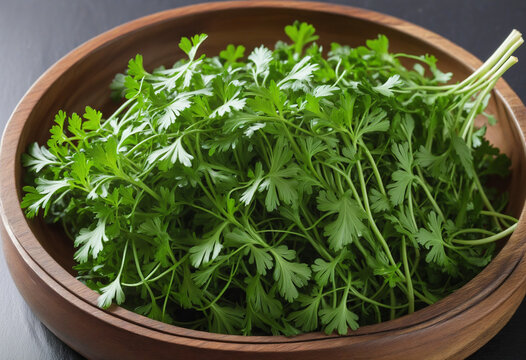 Handpicked cilantro leaves, also known as Chinese parsley or dhania, isolated on a white background.