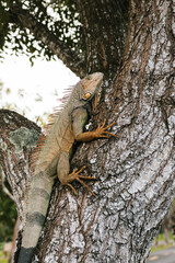iguana climbing a tree from puerto rico
